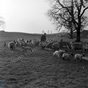 Shepherding, Bedale